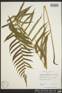 Thelypteris kunthii image
