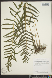 Thelypteris kunthii image