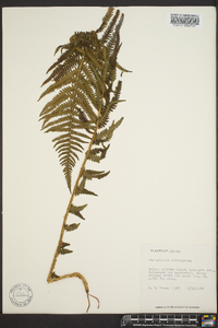 Thelypteris limbosperma image