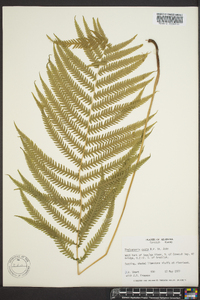 Thelypteris ovata image