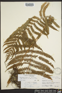 Thelypteris ovata image