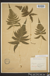 Thelypteris phegopteris image