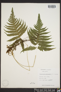 Thelypteris phegopteris image