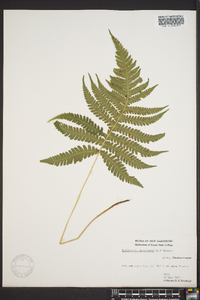 Thelypteris phegopteris image