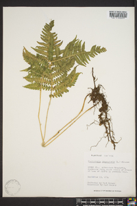 Thelypteris phegopteris image