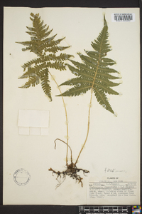 Thelypteris phegopteris image