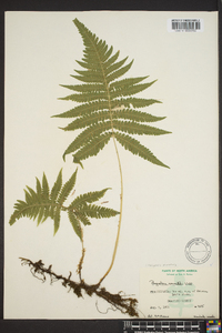 Thelypteris phegopteris image