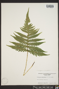 Thelypteris phegopteris image