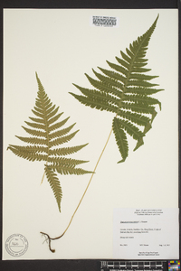 Thelypteris phegopteris image