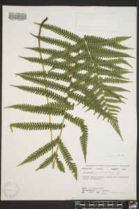 Thelypteris pilosa image