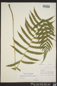 Thelypteris pilosa image