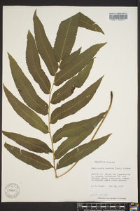 Thelypteris serrata image