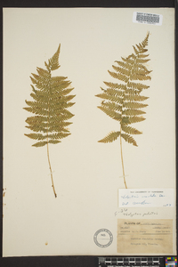 Thelypteris simulata image