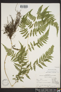 Macrothelypteris torresiana image