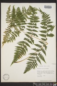 Macrothelypteris torresiana image