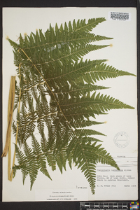 Macrothelypteris torresiana image