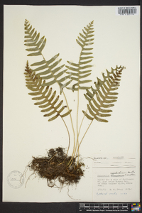 Polypodium appalachianum image