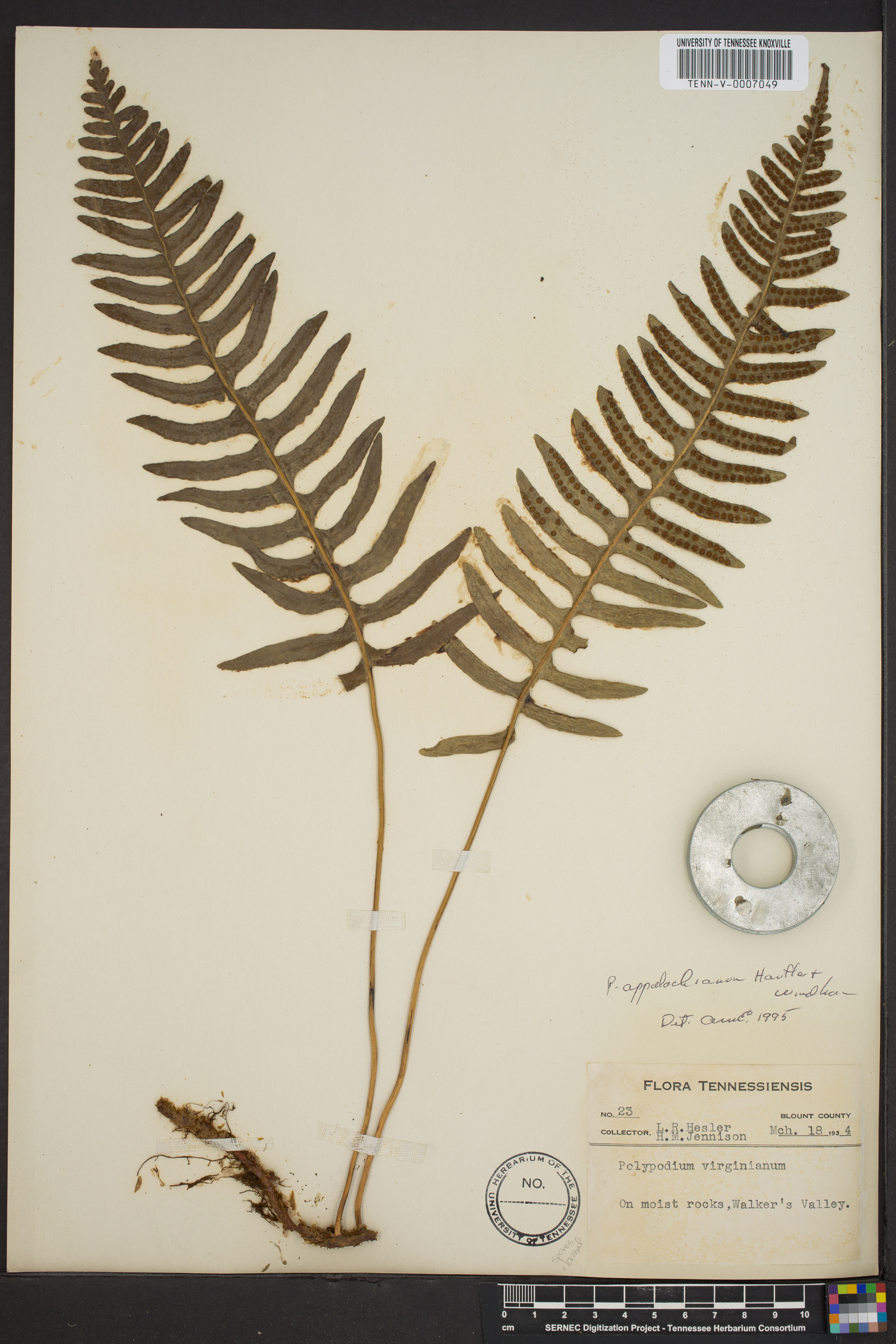 Polypodium appalachianum image