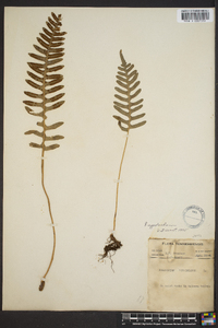 Polypodium appalachianum image