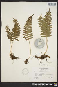 Polypodium appalachianum image