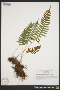 Polypodium appalachianum image