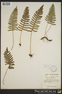 Polypodium appalachianum image