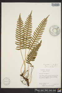 Polypodium appalachianum image