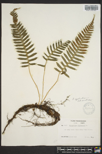 Polypodium appalachianum image