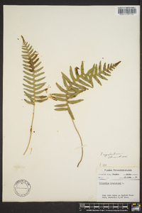 Polypodium appalachianum image