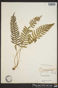 Polypodium appalachianum image