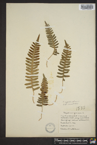 Polypodium appalachianum image