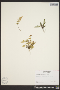 Asplenium bradleyi image