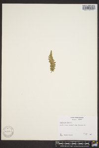 Asplenium bradleyi image