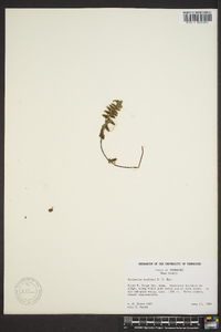 Asplenium bradleyi image