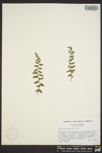 Asplenium bradleyi image