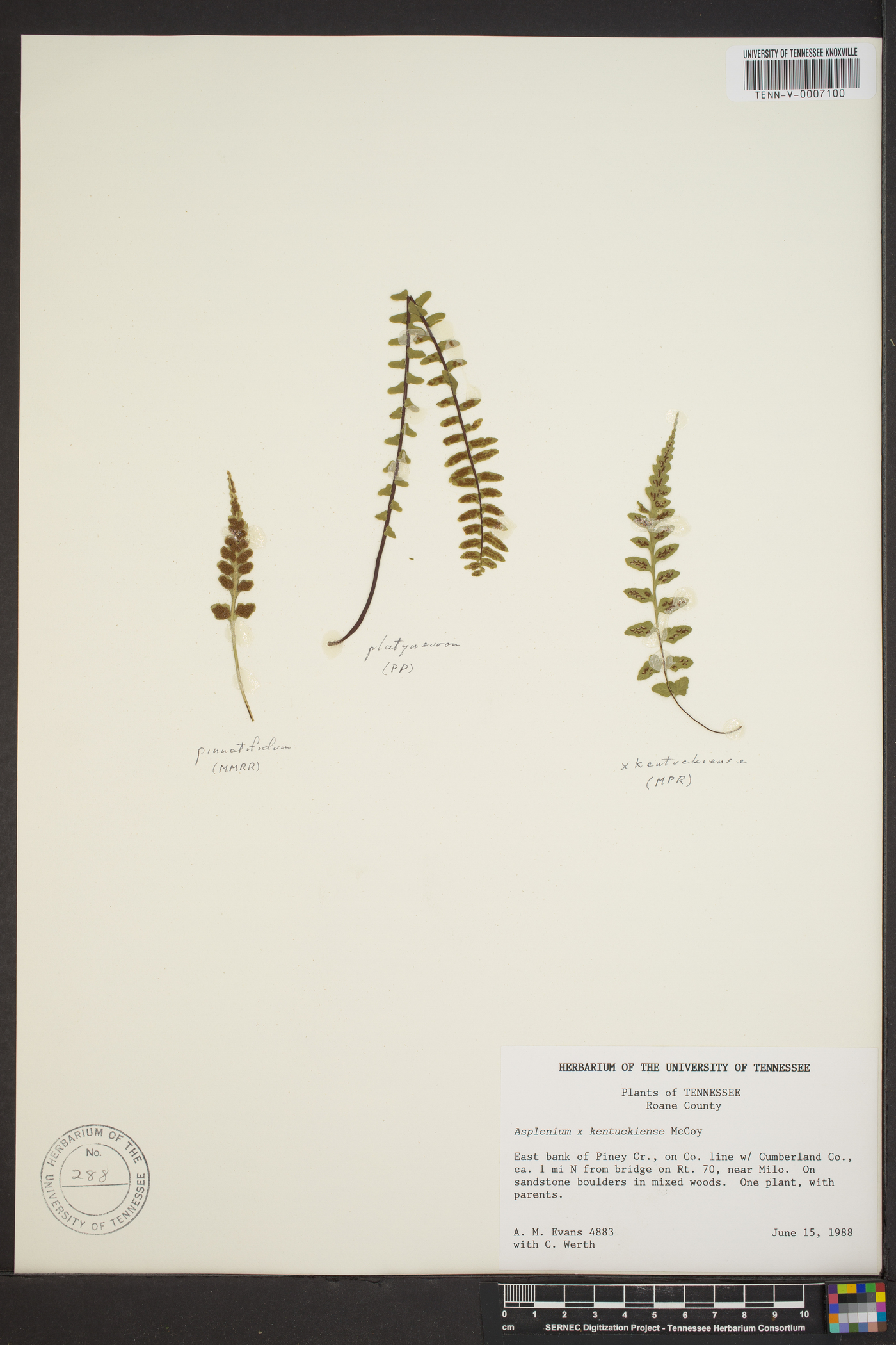 Asplenium × kentuckiense image