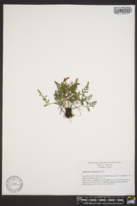 Asplenium montanum image