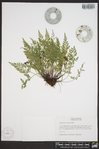 Asplenium montanum image