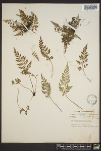 Asplenium montanum image