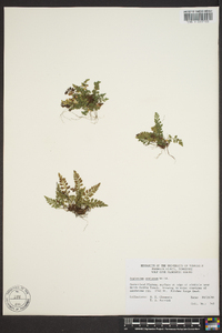 Asplenium montanum image