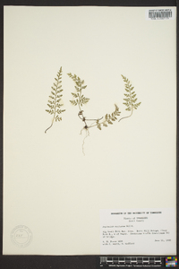 Asplenium montanum image