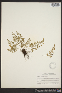 Asplenium montanum image