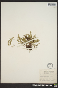 Asplenium montanum image