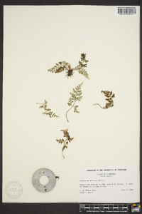 Asplenium montanum image