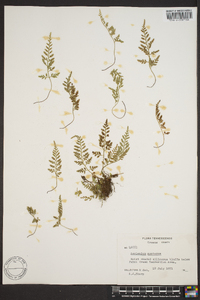 Asplenium montanum image