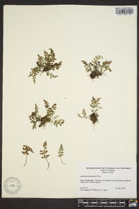 Asplenium montanum image