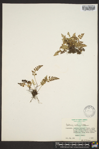 Asplenium montanum image