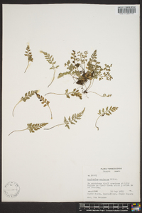 Asplenium montanum image