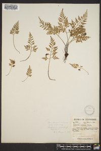 Asplenium montanum image