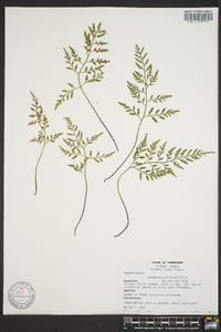 Asplenium montanum image